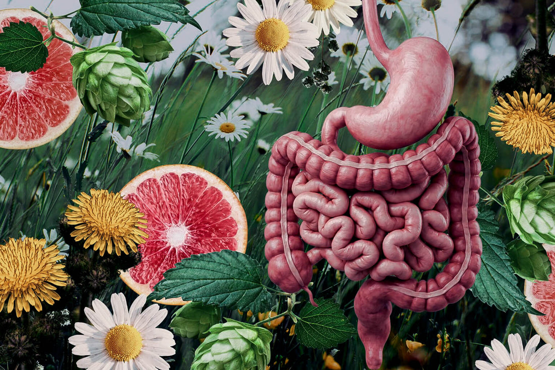 The Case for Bitters: A Forgotten Ritual for Modern Digestion