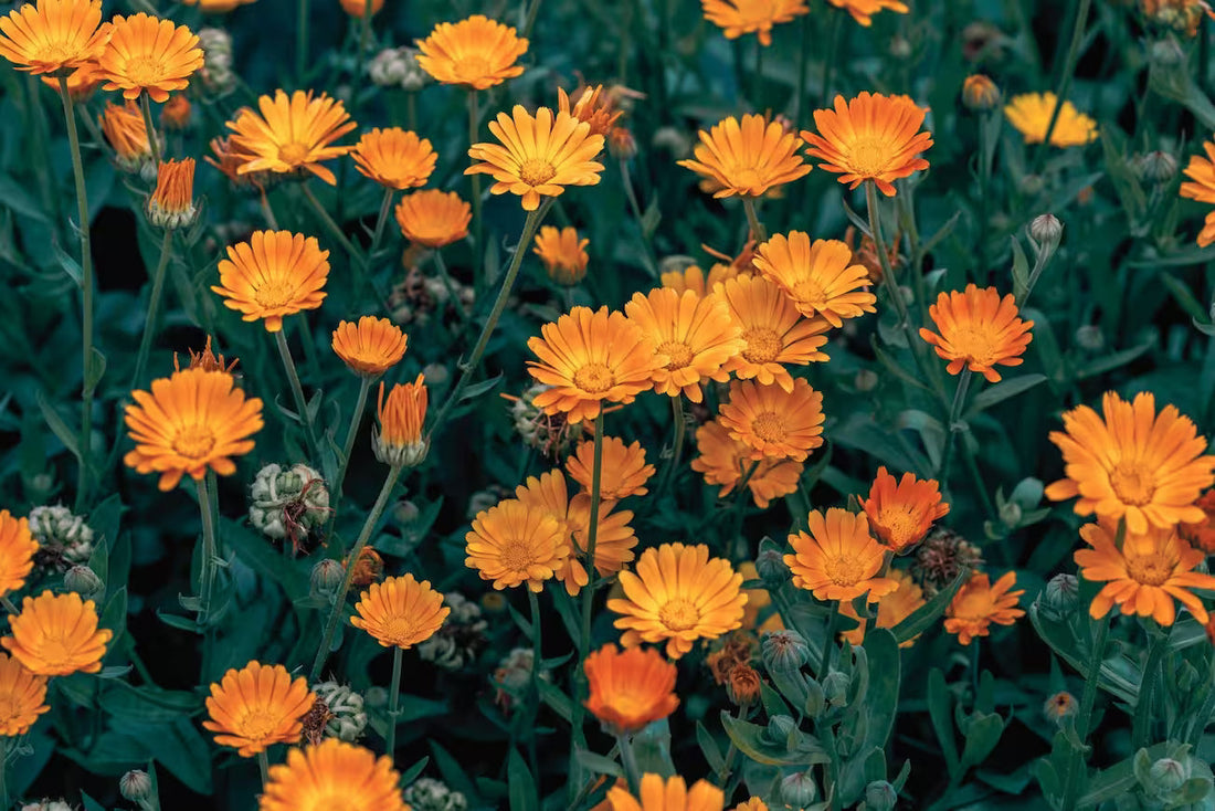 bright orange calendula flowers in full bloom