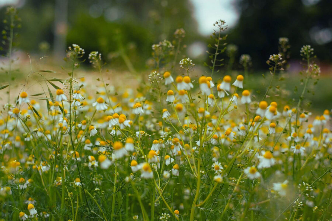 field of chamomile flowers in full bloom