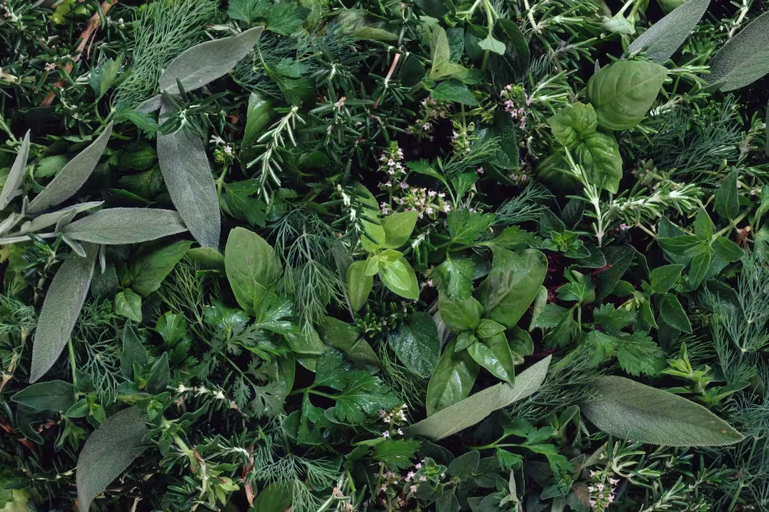 23 Herbs for Daily Detox & How Your Body Already Knows How to Cleanse