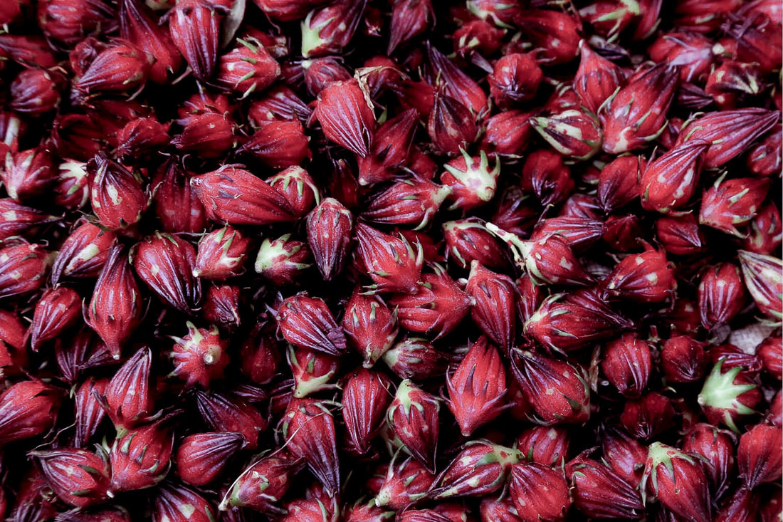 Meet the Plants: Hibiscus