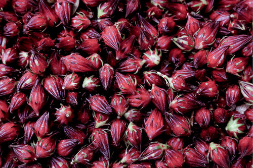 Meet the Plants: Hibiscus