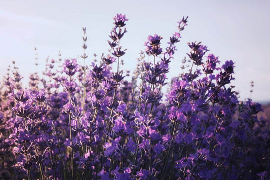 Meet the Plants: Lavender