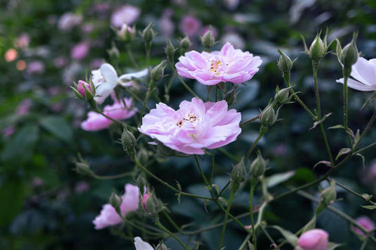 pink wild roses with yellow stamens in bloom with deep, moody green foliage and a blurred background