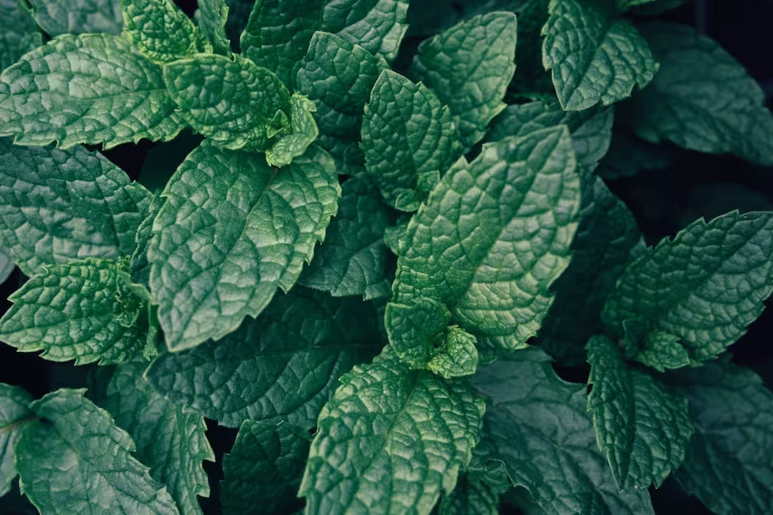 close up of peppermint leaves