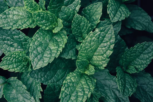 close up of peppermint leaves