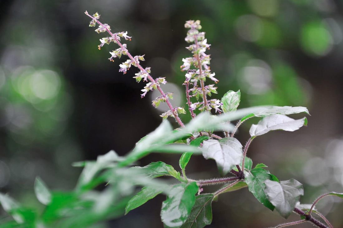 Meet the Plants: Tulsi (Holy Basil)