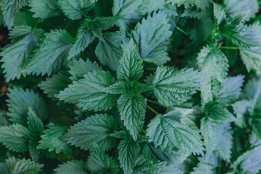Meet the Plants: Stinging Nettle