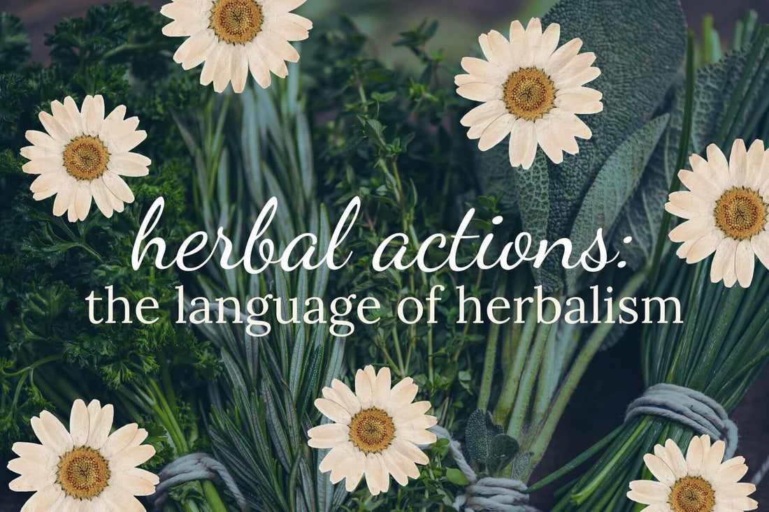 Why Your Food Is Actually Your Medicine: A Plain-English Guide to Understanding the Secret Language of Plants