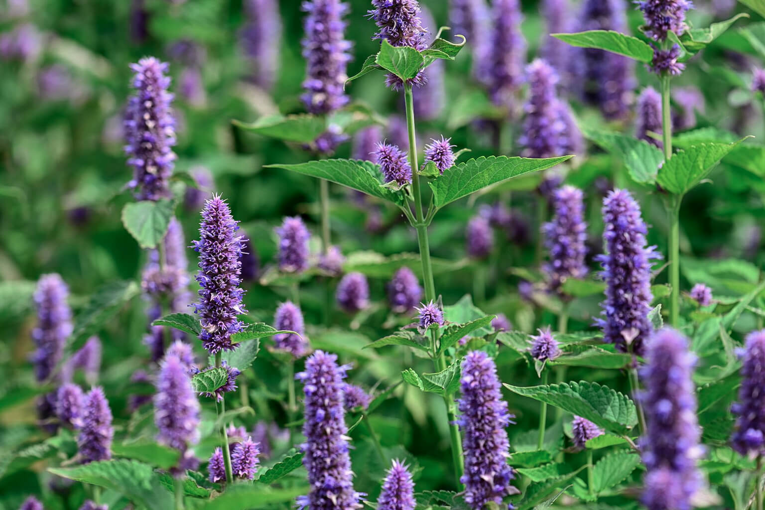 Close-up of purple anise hyssop flowers with green leaves in a field