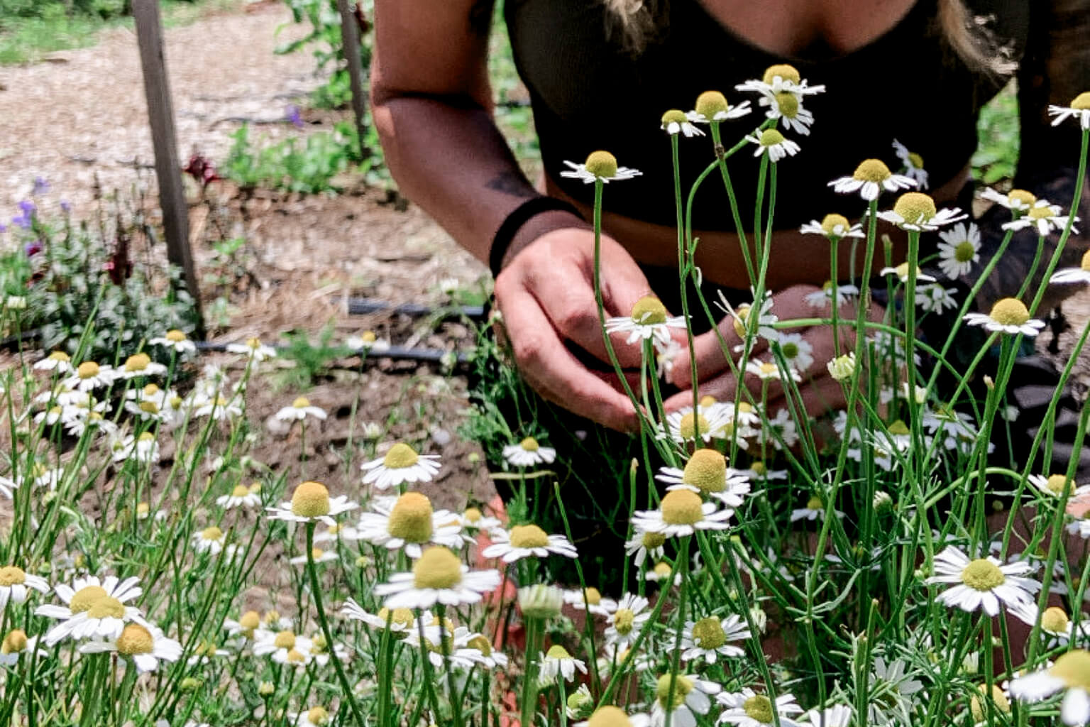 Female farmer hand-harvesting chamomile flowers in a farm setting