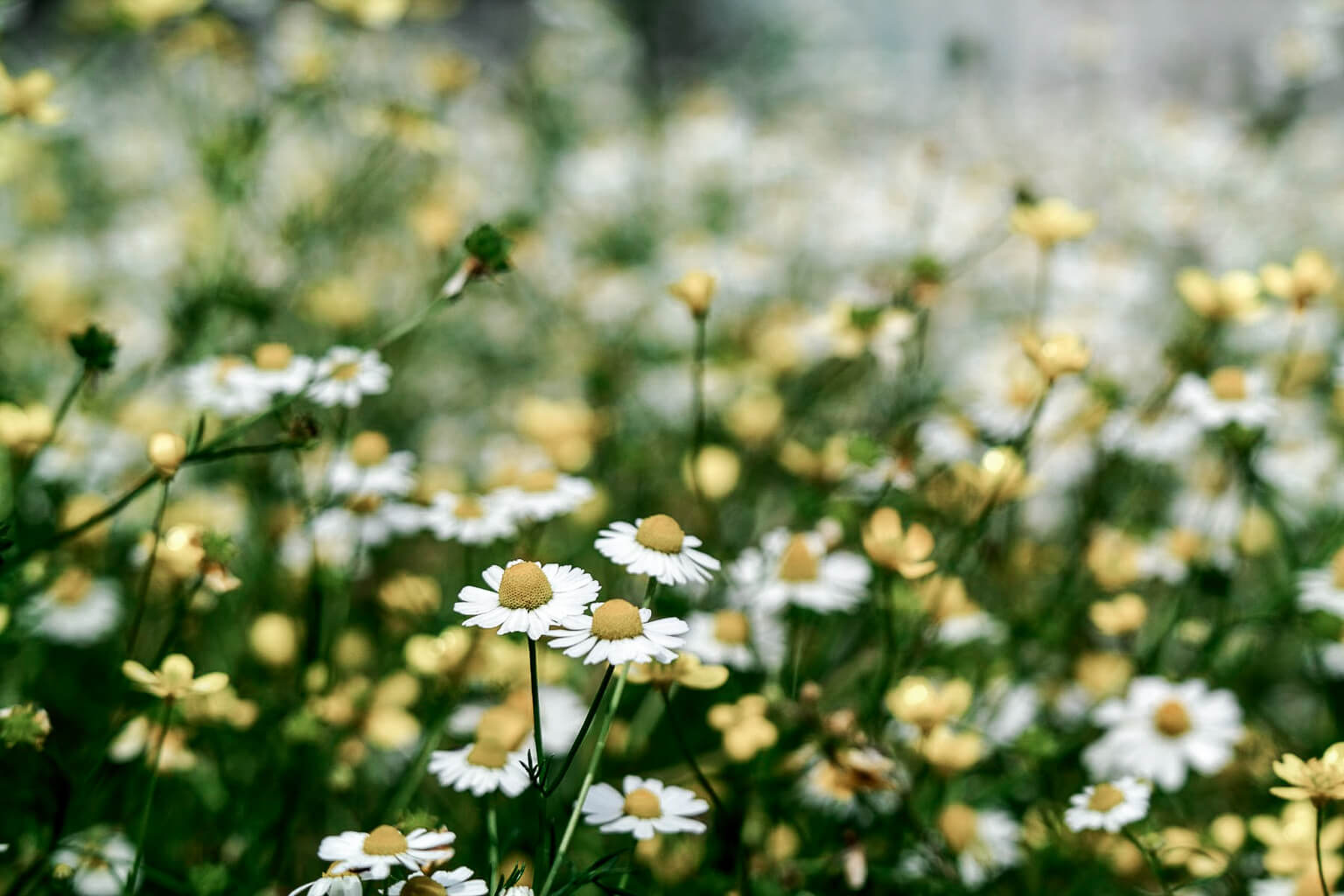 Field of white and yellow chamomile flowers with a blurred background