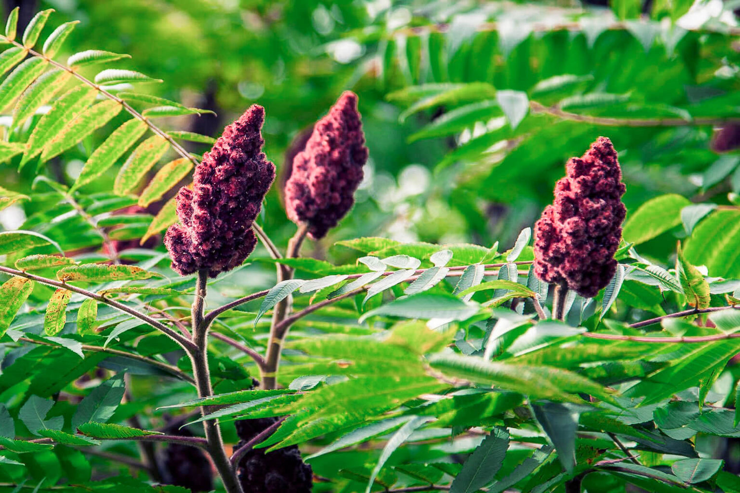 Close-up of staghorn sumac with red berries and green leaves.