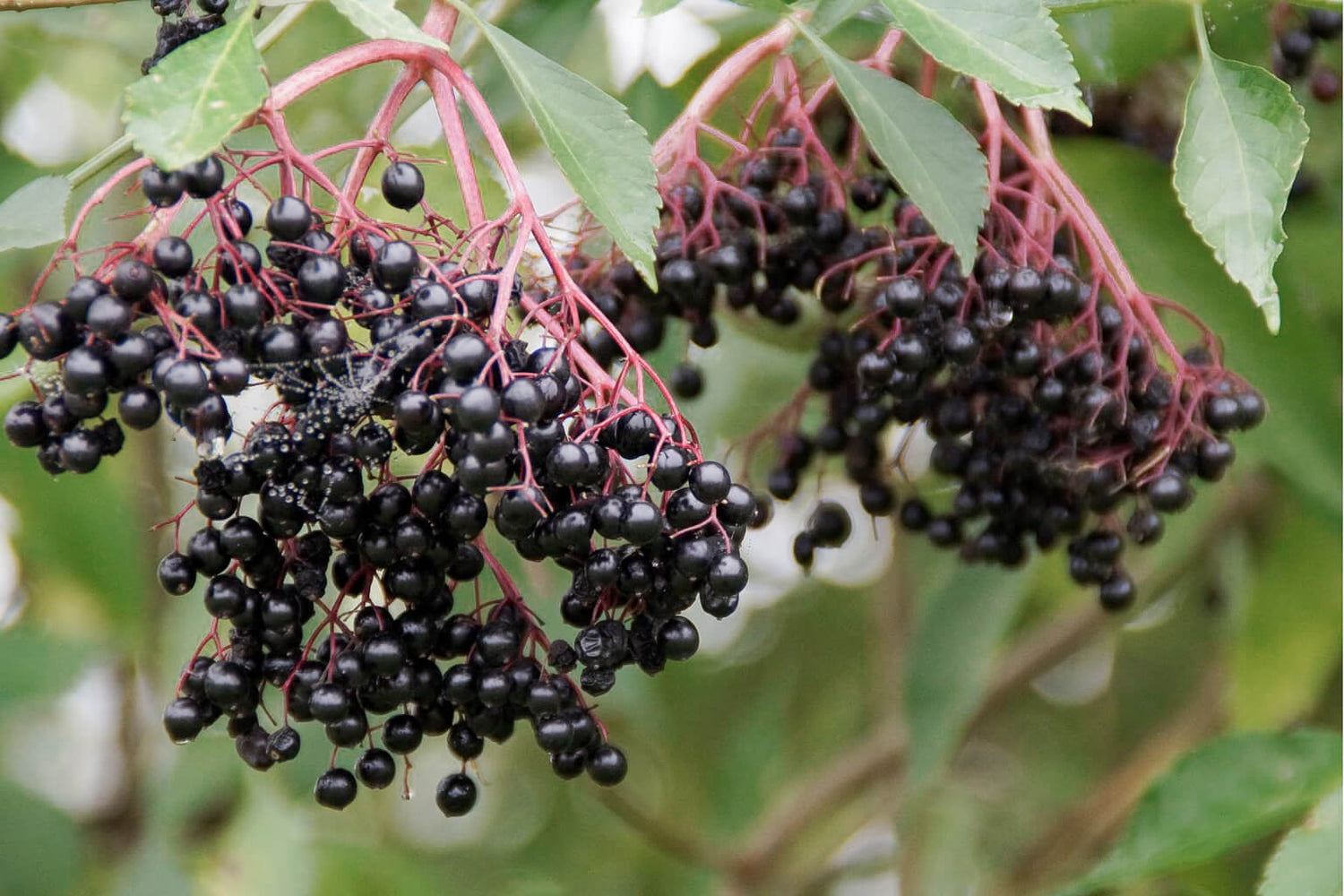 Bunches of black elderberries on a branch with green leaves.