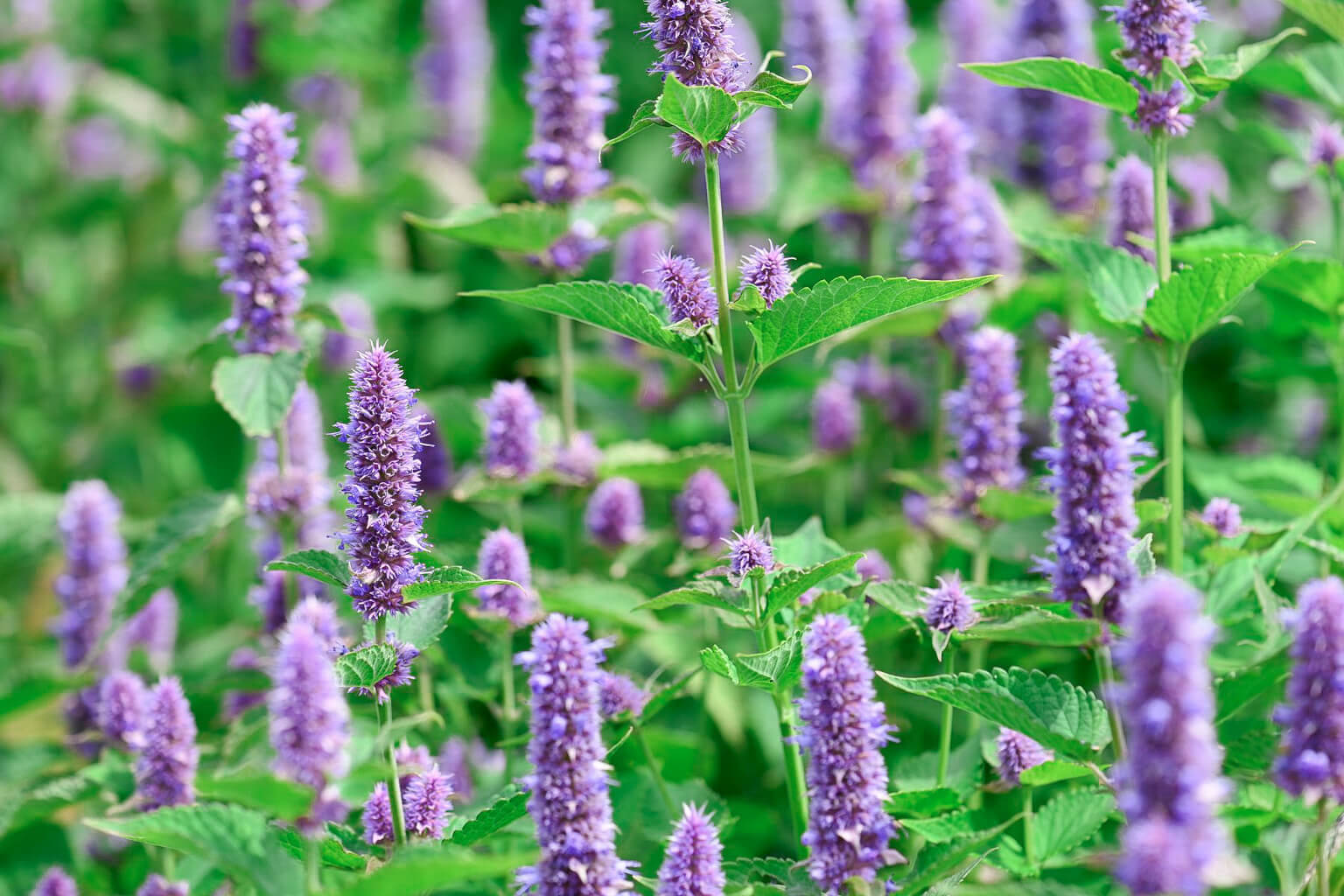 Close up of anise hyssop in full bloom with purple flowers with green leaves