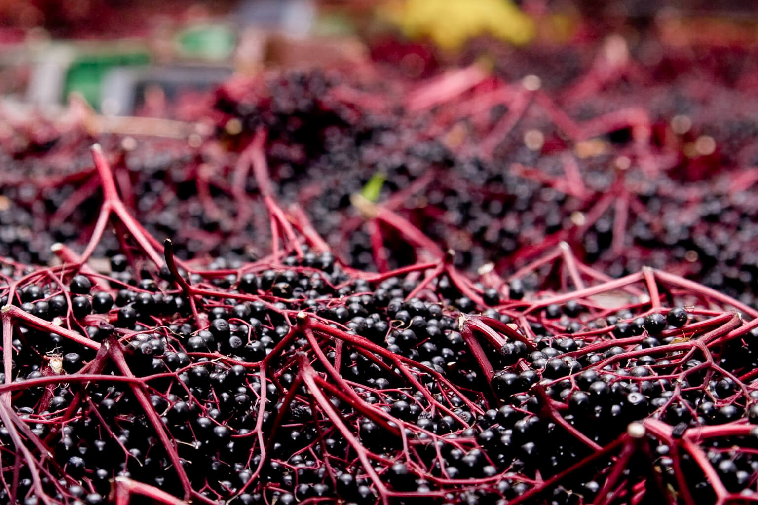 Close-up of fresh elderberries with red stems on a blurred background