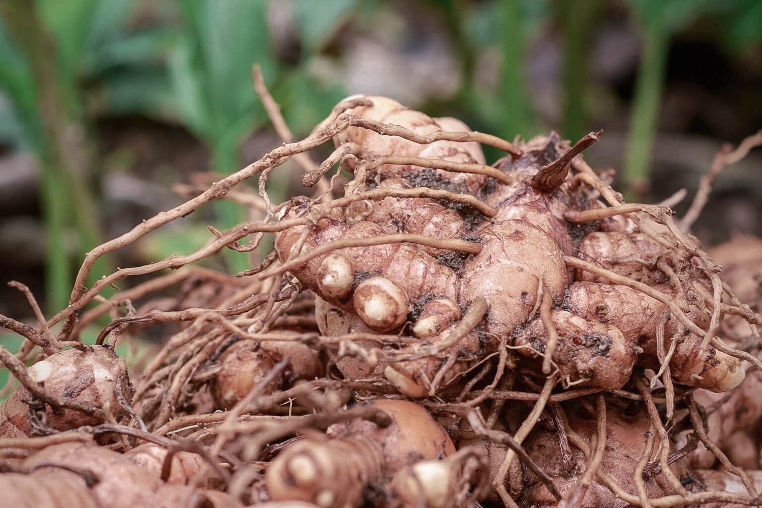Close-up of a cluster of fresh turmeric roots with soil attached, surrounded by green foliage.