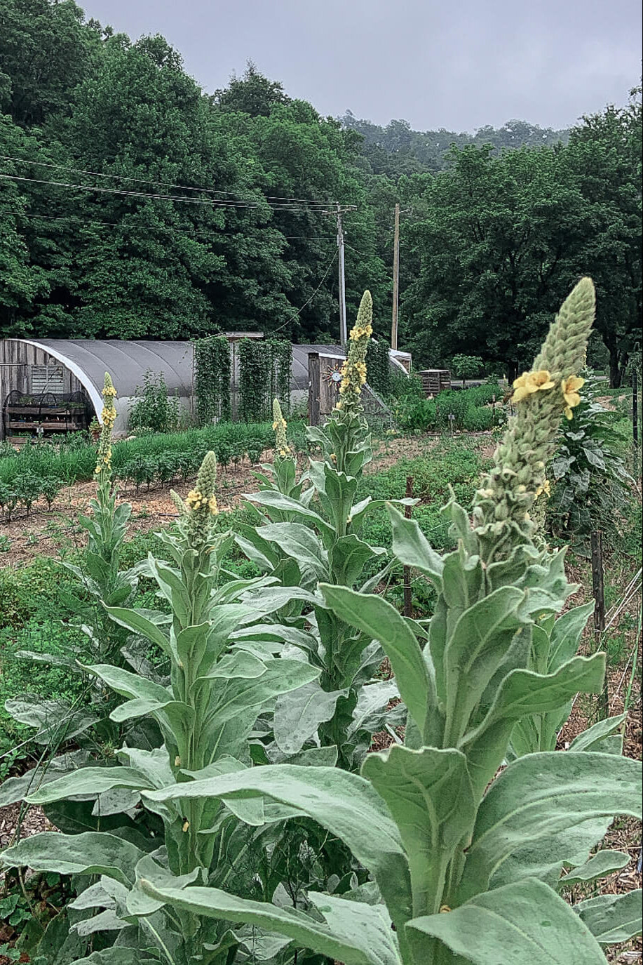 Medicinal herb garden with blooming mullein in the foreground and a cloudy sky