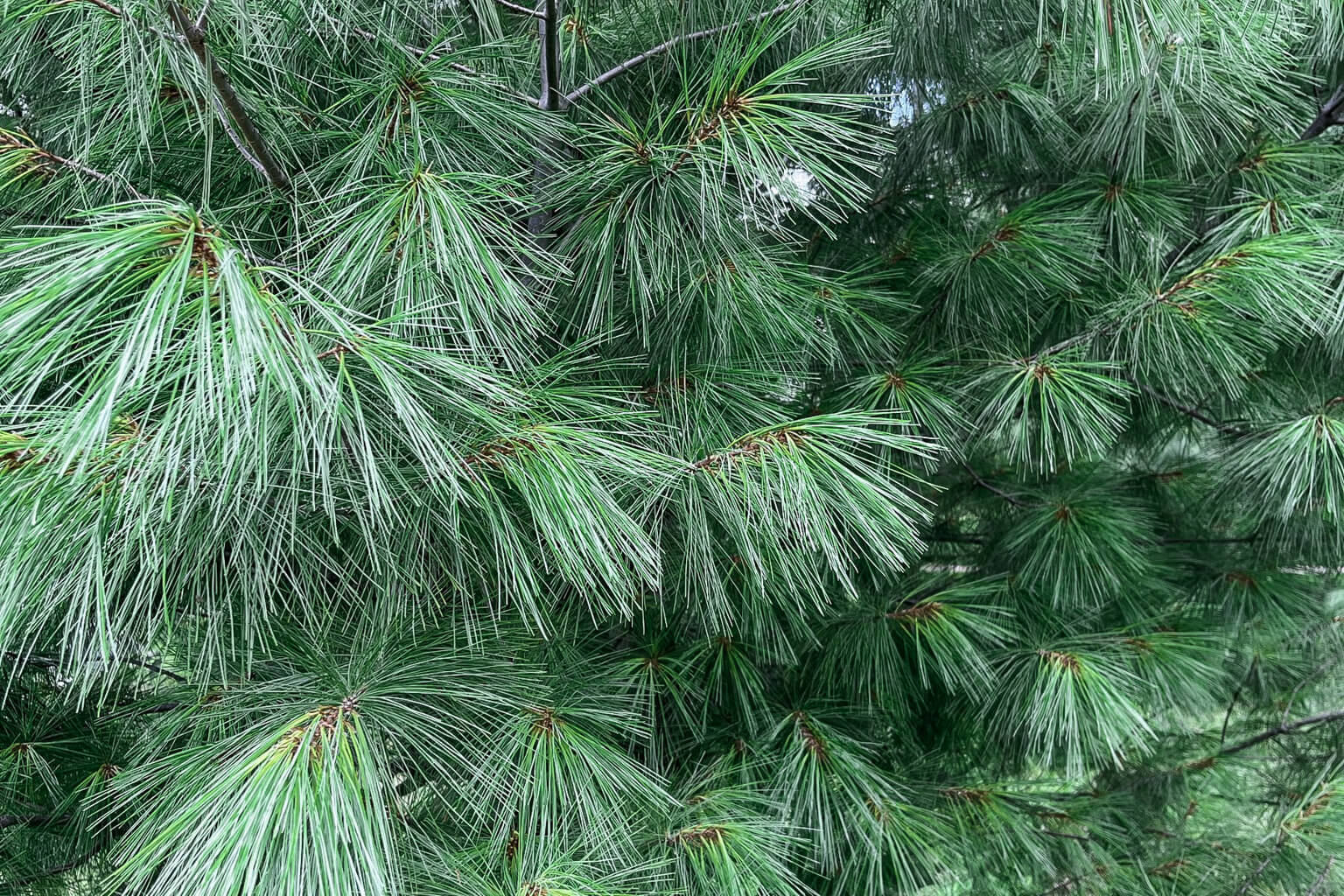Close-up of a pine tree with green needles