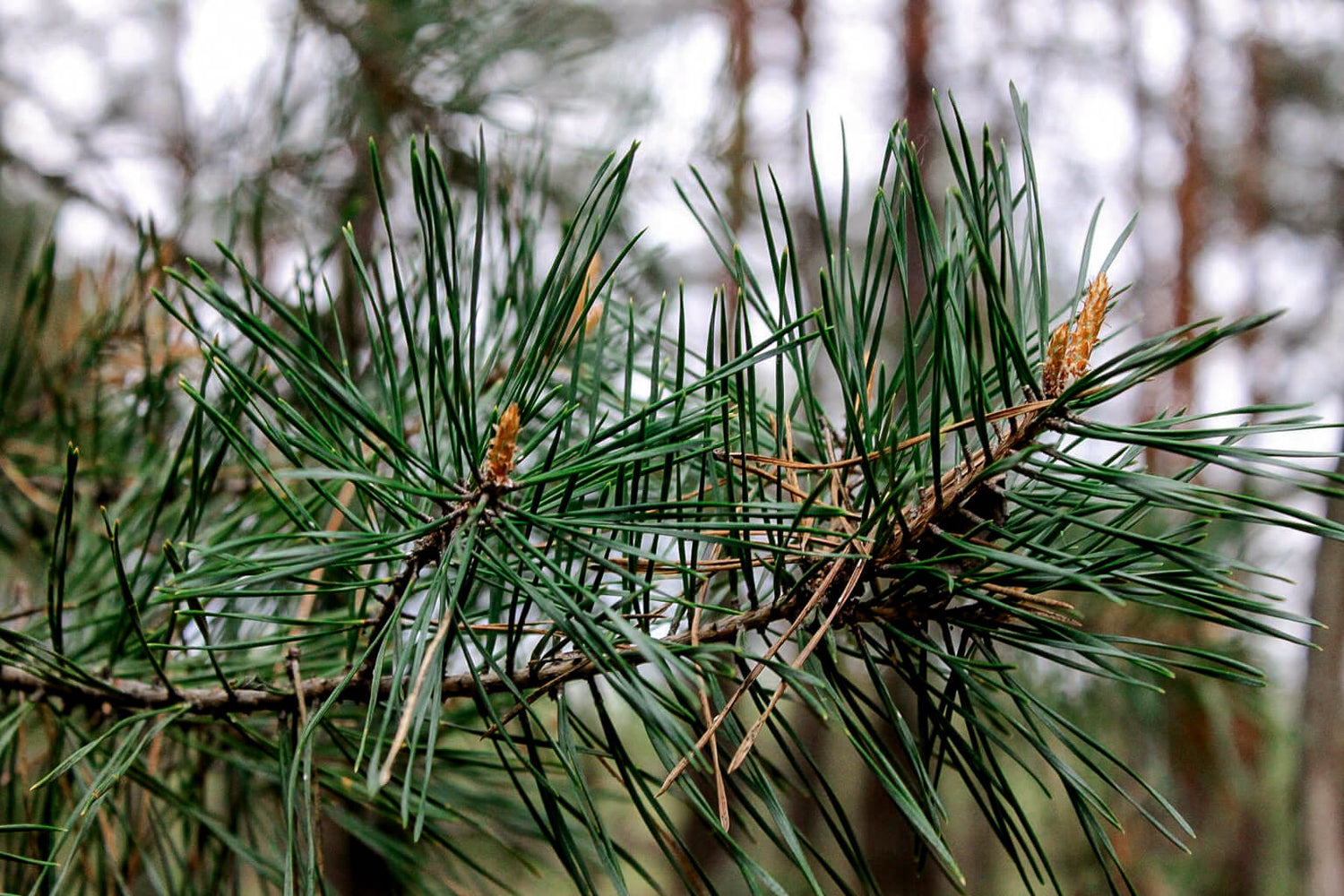 Close-up of a pine branch with green needles and small cones against a blurred forest background.