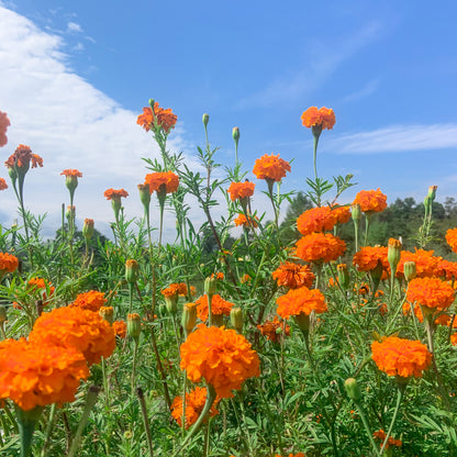 Field of orange marigold flowers with a blue sky and white clouds in the background