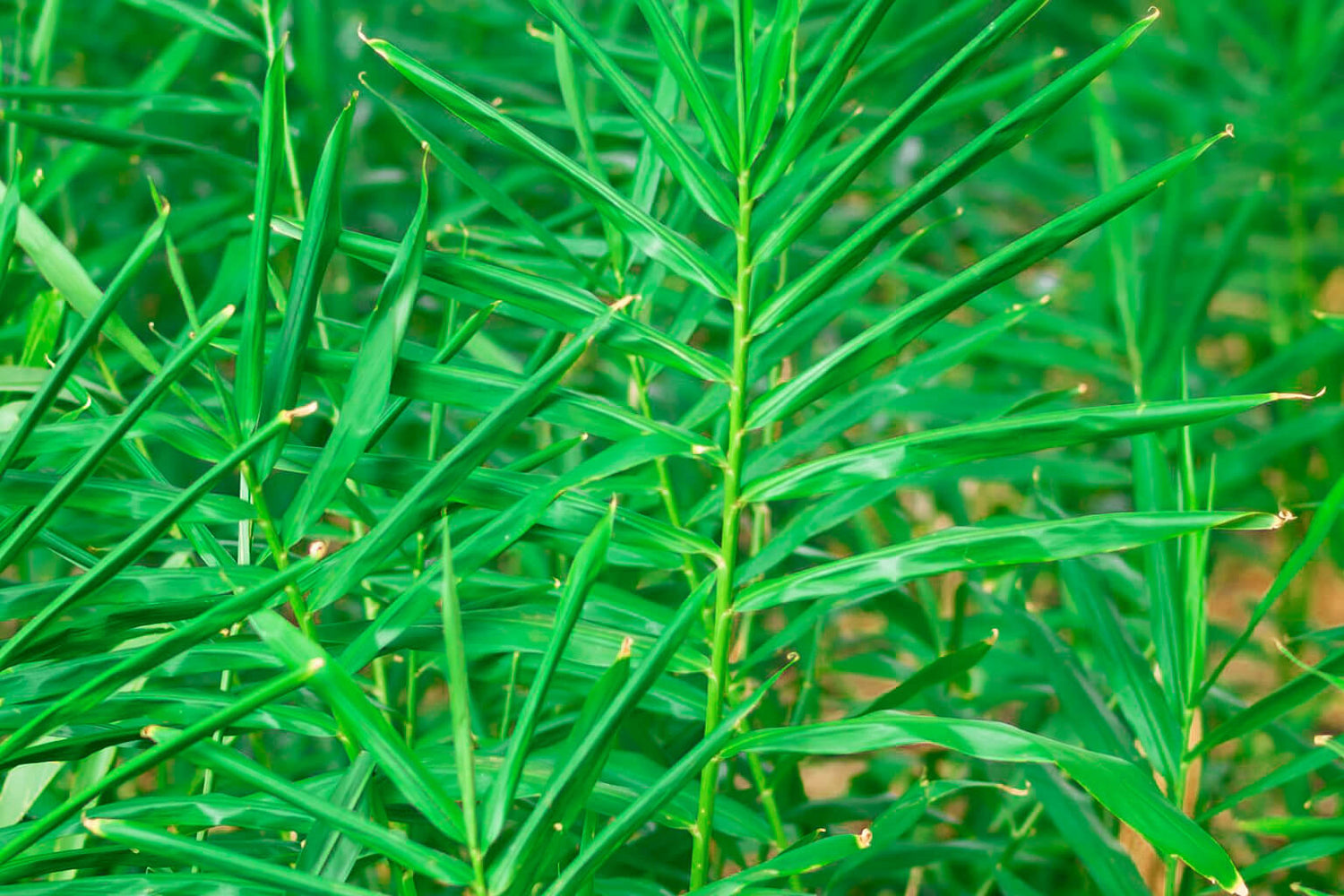 Close-up of green ginger leaves with a blurred background