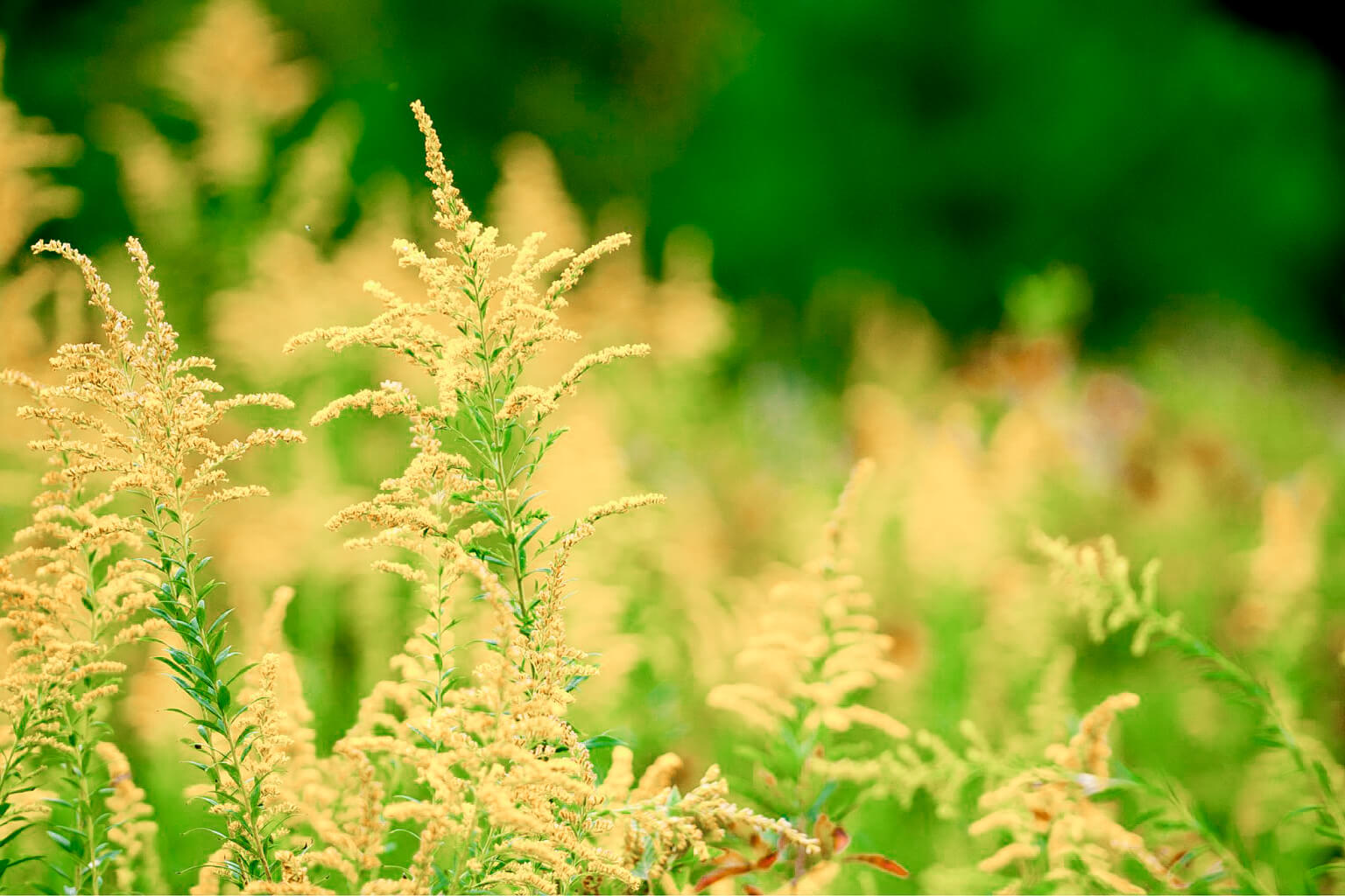 Close-up of yellow flowering goldenrod with a blurred green background