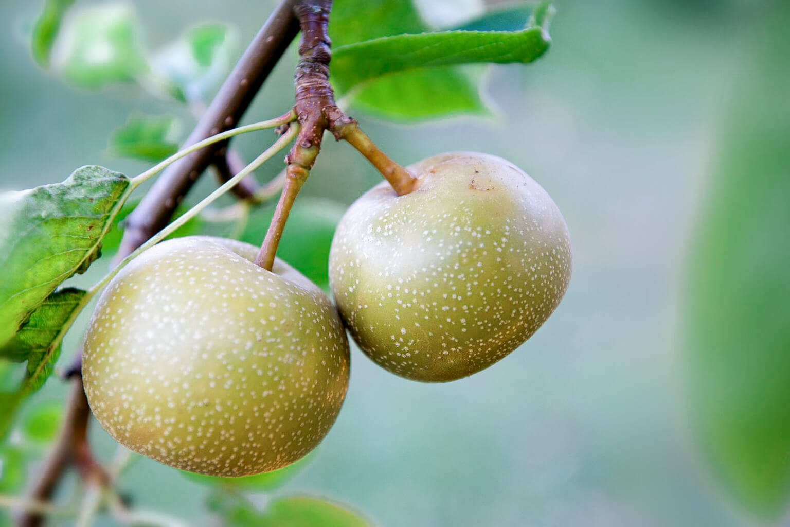 Two Asian pears on a branch with leaves in the background