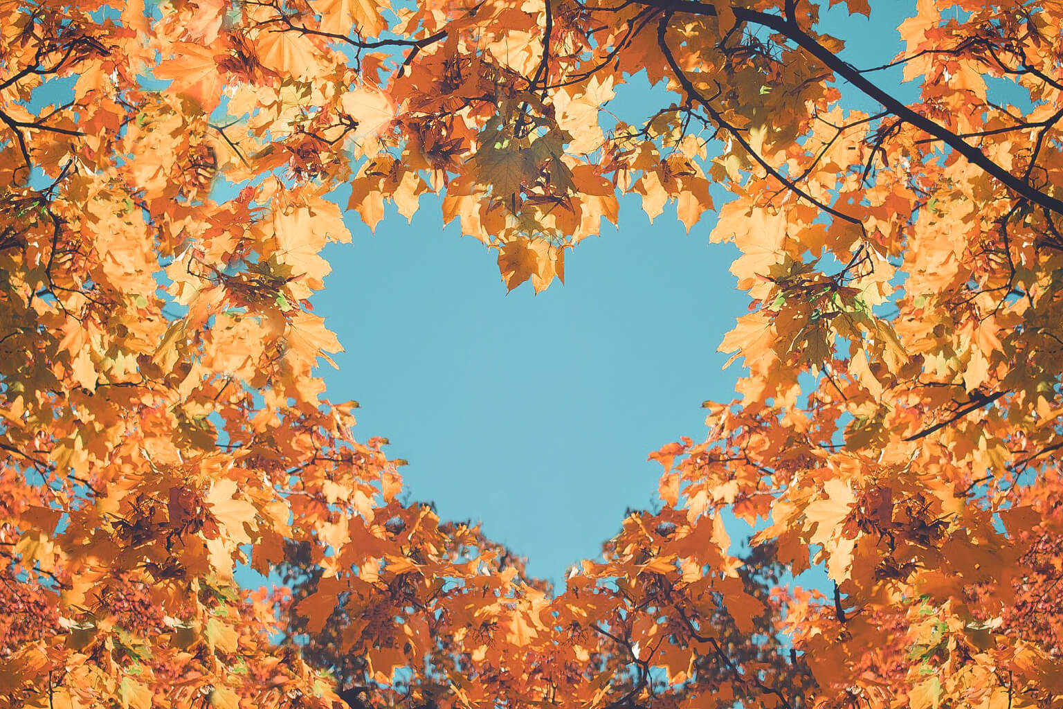 Autumn leaves framing a clear blue sky in a heart shape