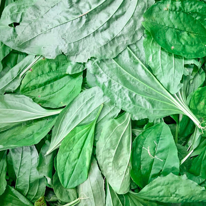 Close-up of fresh harvested vibrant green plantain leaves