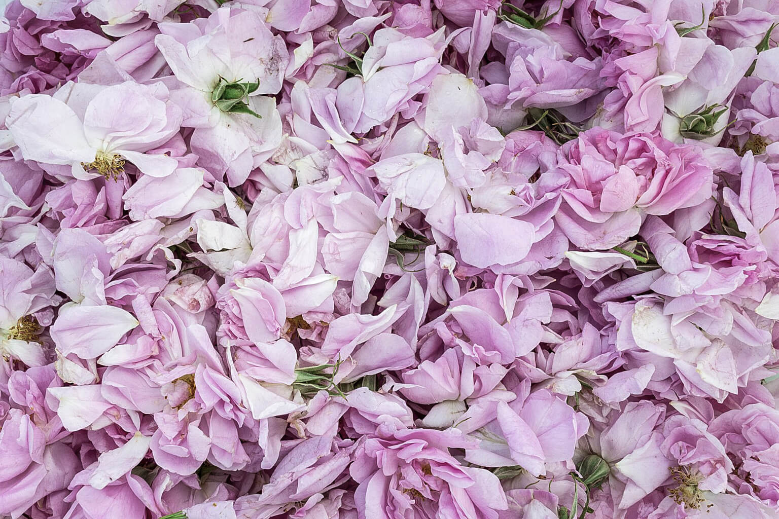 Close-up of fresh pink rose petals