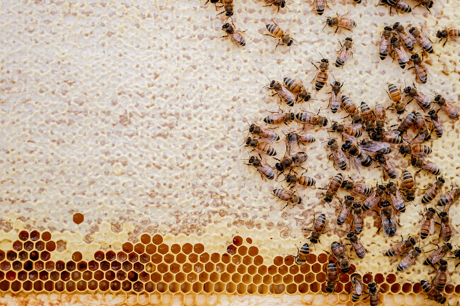 Bees on a honeycomb structure