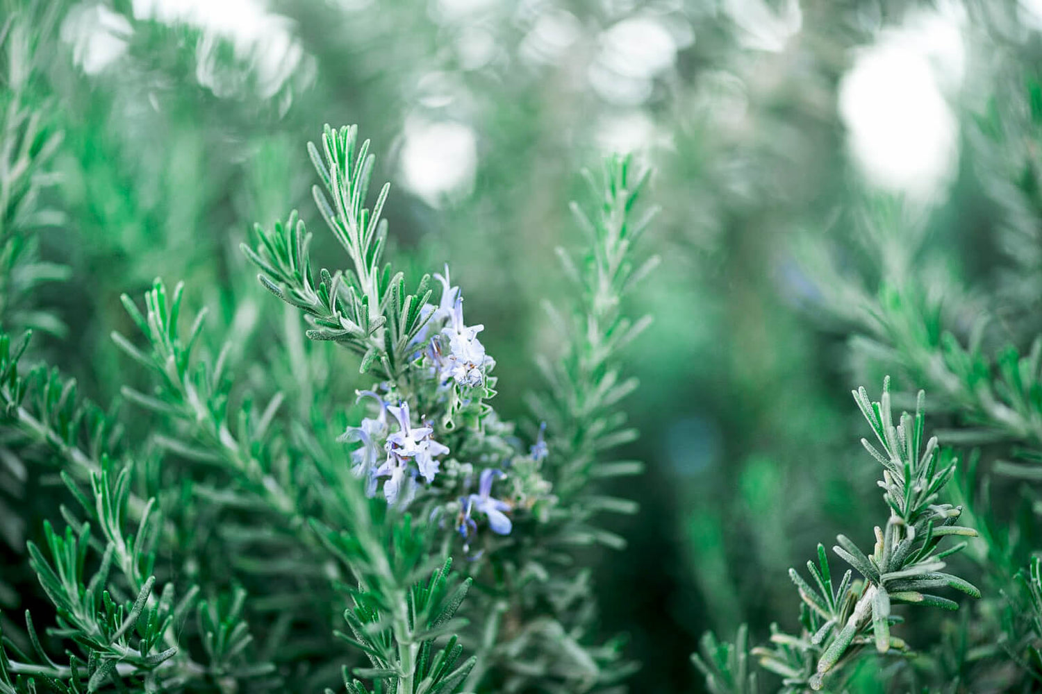 Close-up of a rosemary plant with small purple flowers against a blurred green background