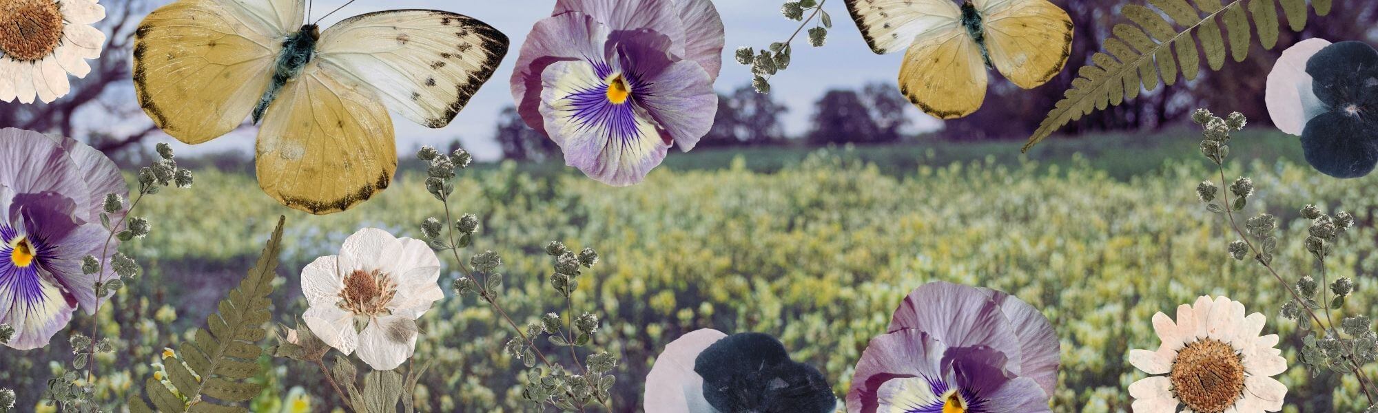 Collage of pressed flowers and butterflies with a blurred wildflower field in the background