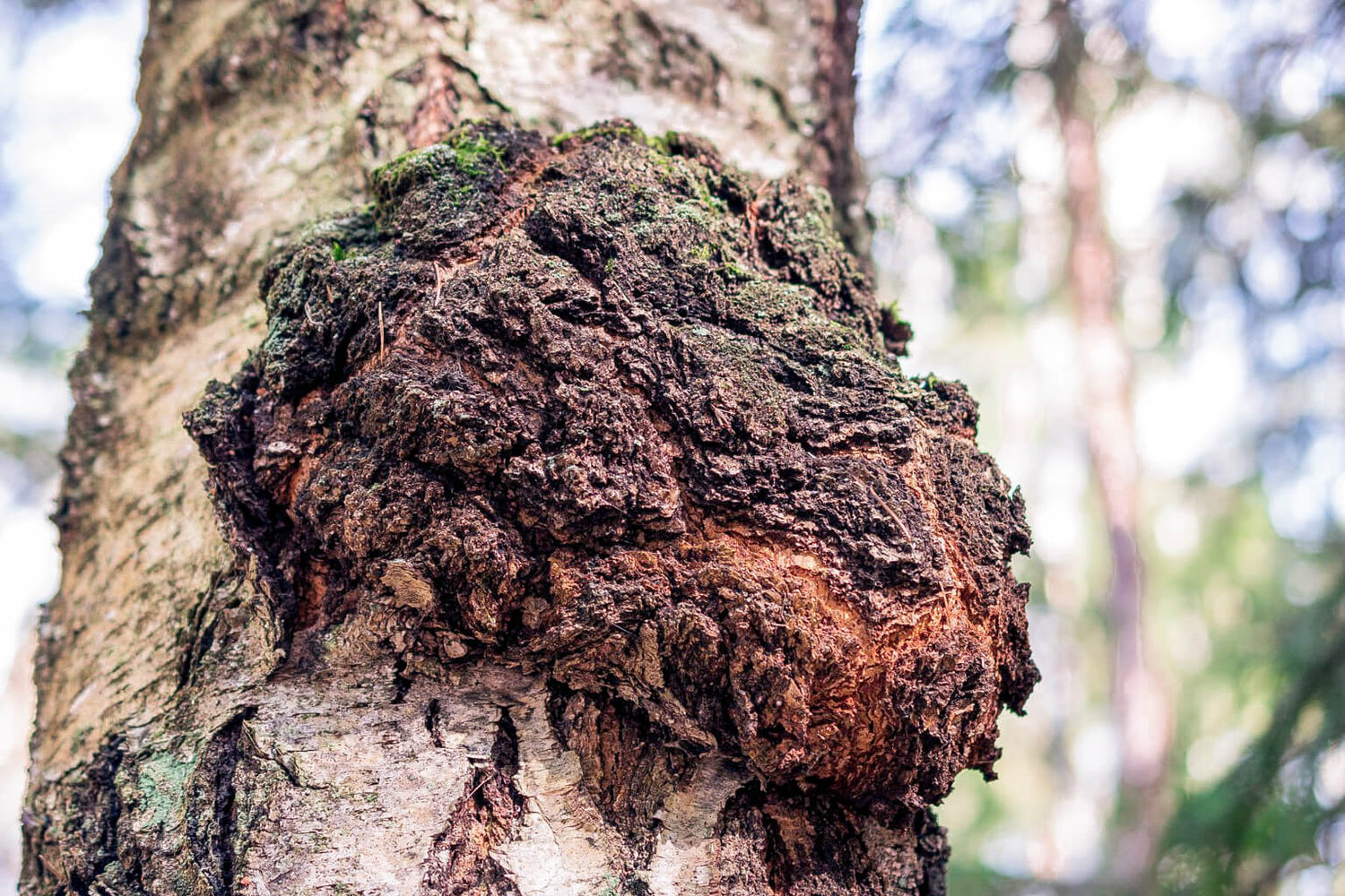Chaga growth on a tree trunk in a forest setting
