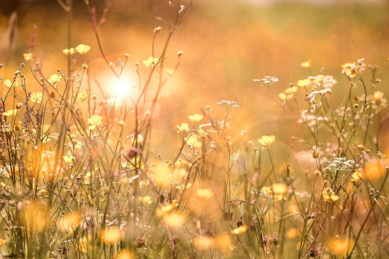 Field of flowers with a warm glow, likely from the sun, creating a blurred effect.