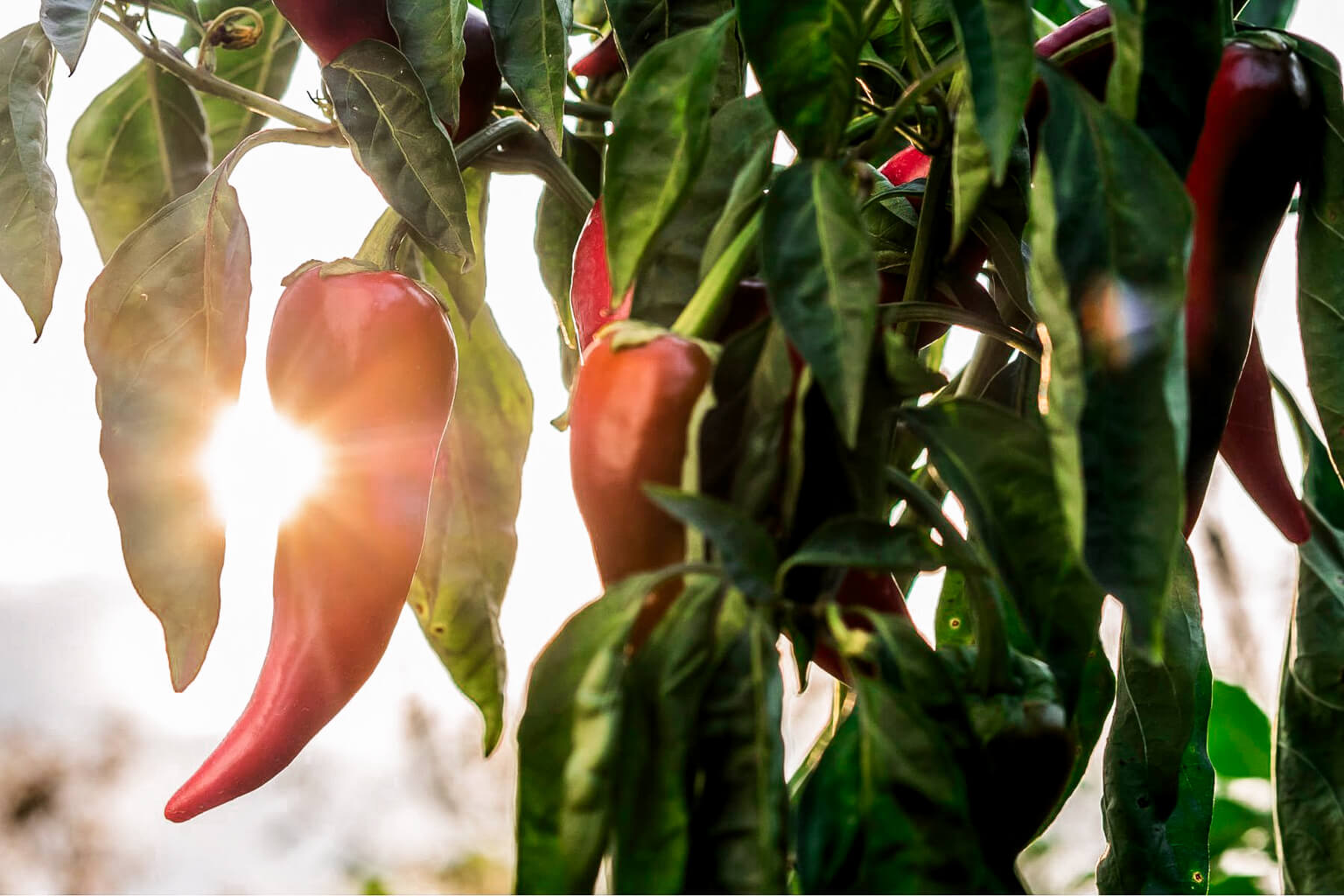 Red chili peppers hanging from a plant with a sunlit background