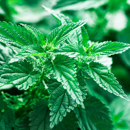Close-up of vibrant green stinging nettle leaves with a blurred green background