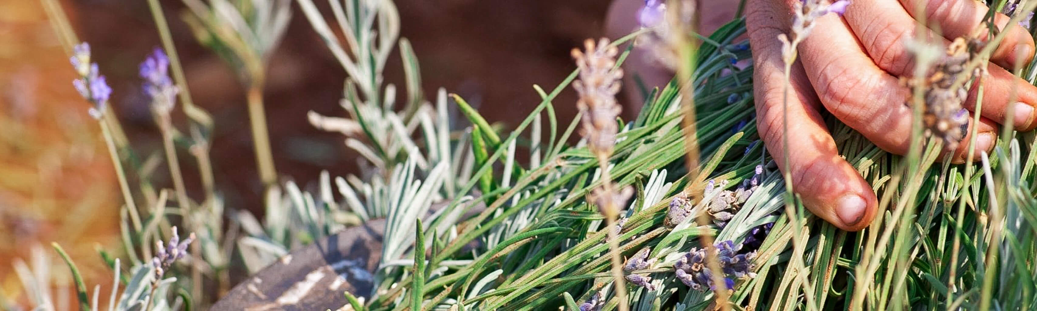 Hand holding freshly harvested organic lavender flowers with a blurred background