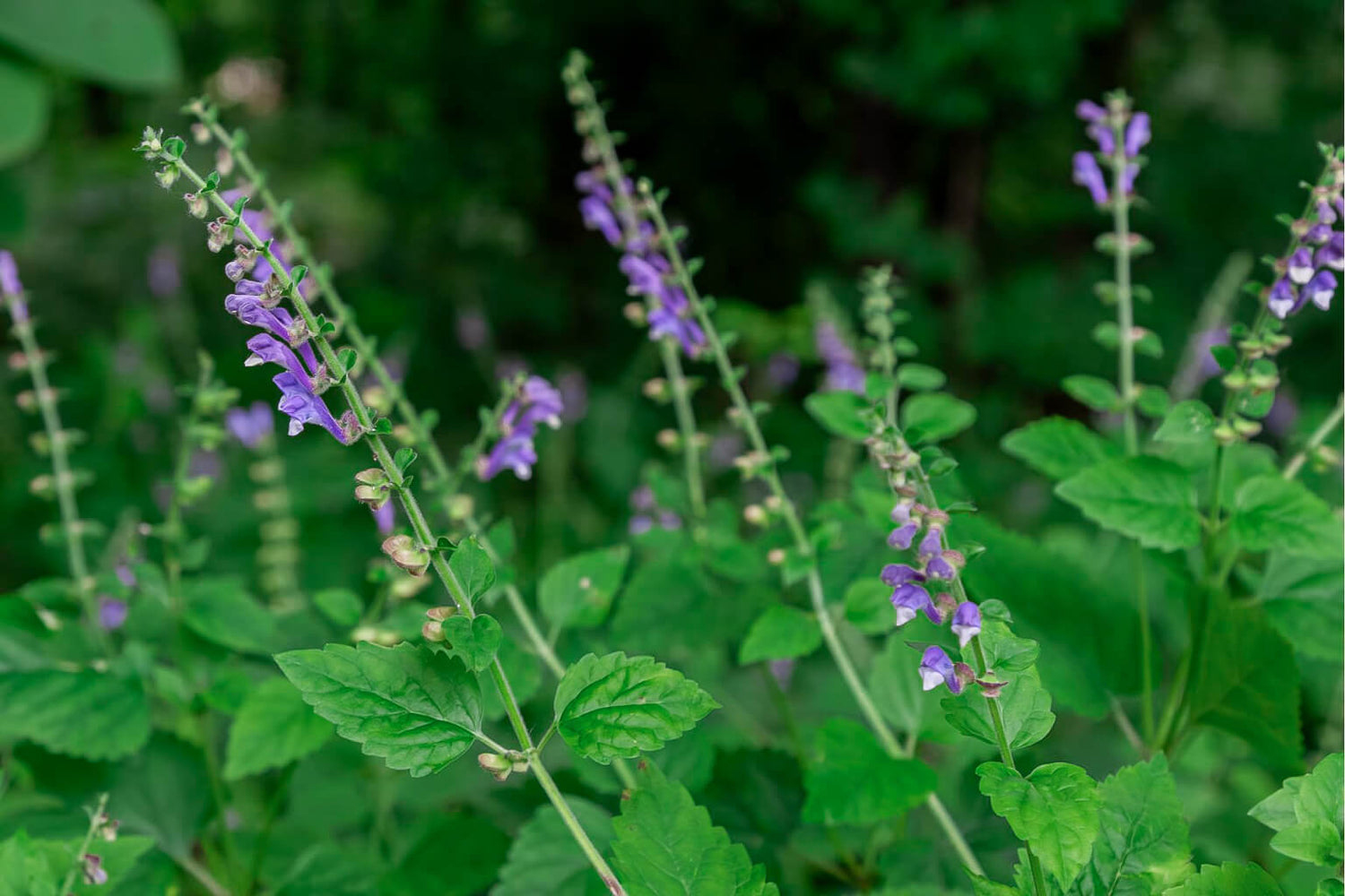 Close up of skullcap herb in bloom with purple flowers with green leaves on a blurred natural background