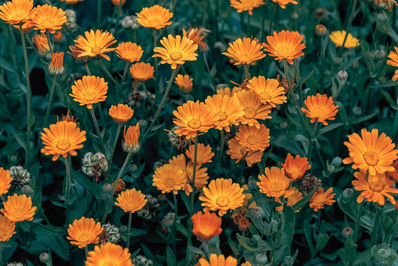 A dense patch of bright orange calendula flowers with green foliage filling the frame.