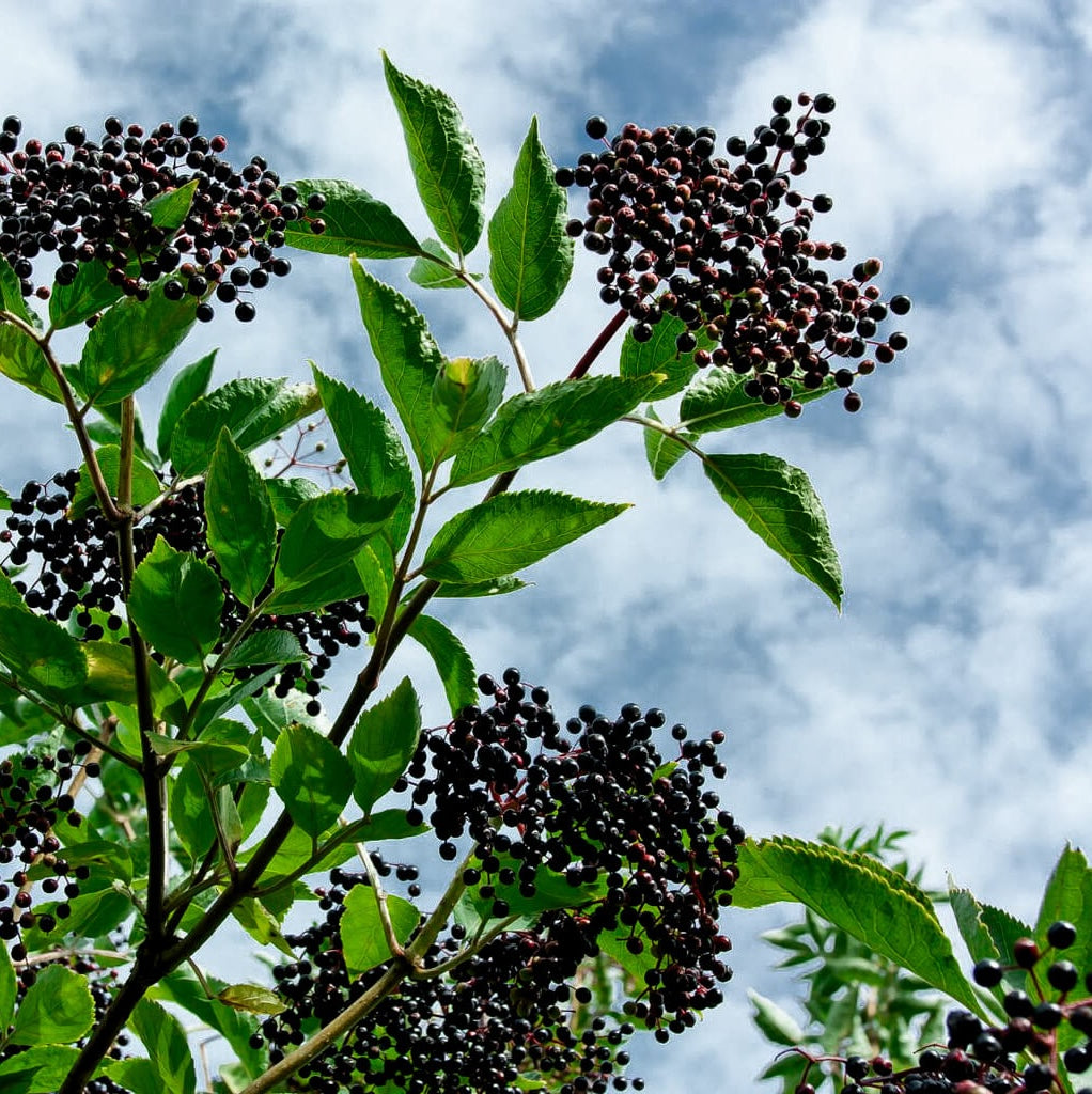 Elder & Lemon Thyme Elixir