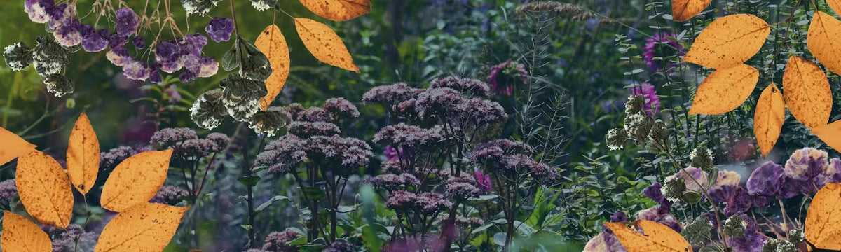 A close-up of a moody botanical scene with clusters of purple and lavender flowers surrounded by orange autumn leaves against a dark green garden background.