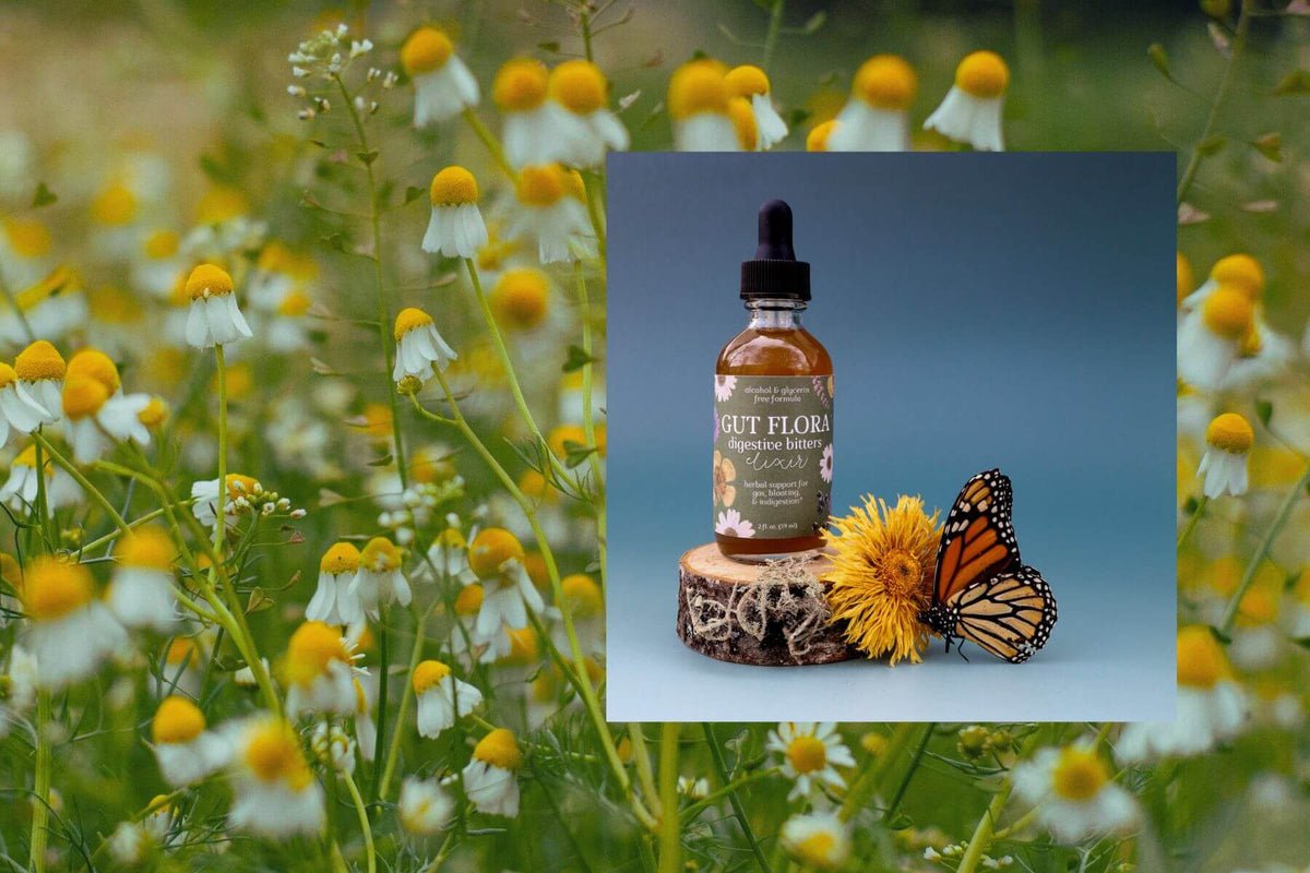 bottle of gut flora digestive bitters with a dried calendula flower and monarch butterfly decoration against a background of chamomile in full bloom