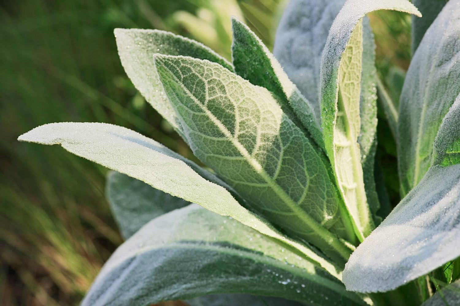 Close-up of a mullein plant with green leaves with a blurred natural background
